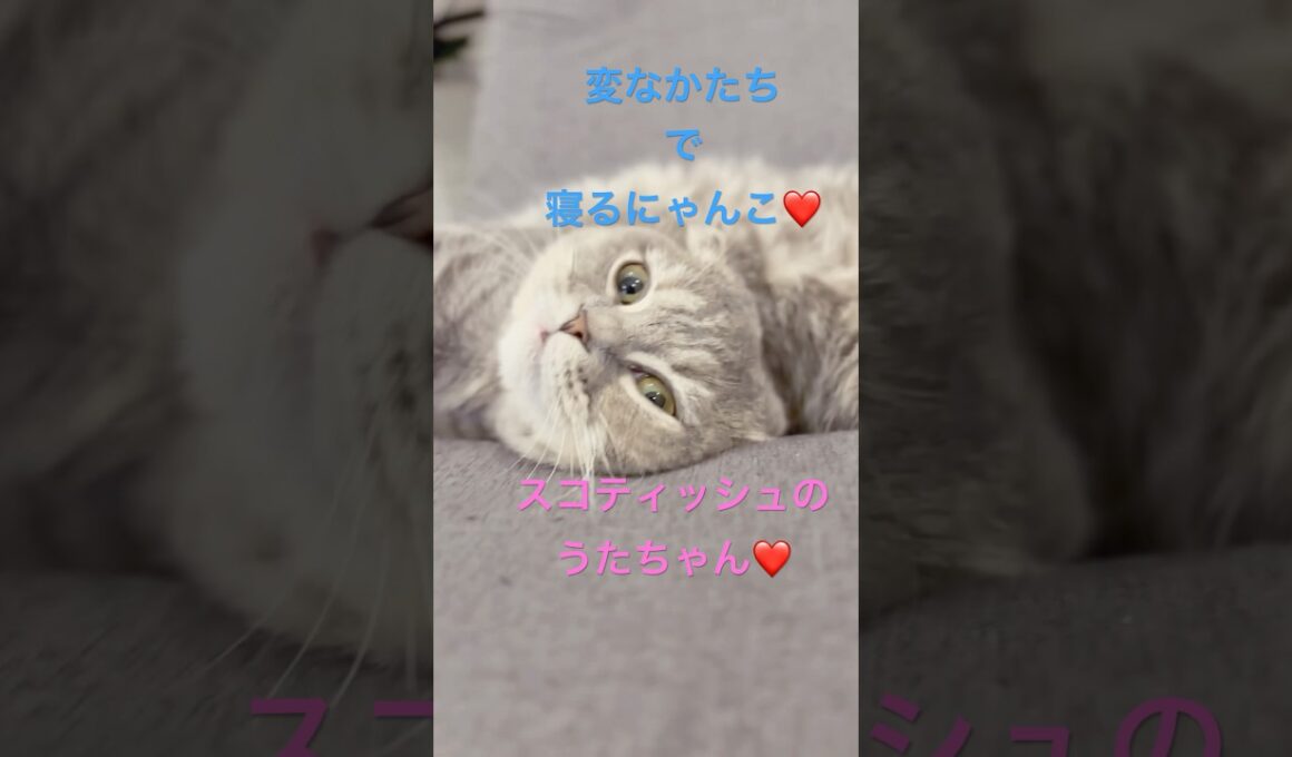 まったり中のスコティッシュのうたちゃん♡変な形で寝てて笑える😂#猫のいる暮らし #猫好きさんと繋がりたい