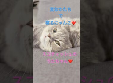 まったり中のスコティッシュのうたちゃん♡変な形で寝てて笑える😂#猫のいる暮らし #猫好きさんと繋がりたい