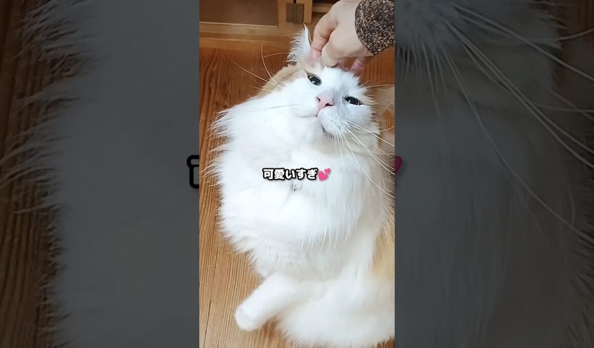 今日のセテさん #メインクーン #しゃべる猫 #猫のいる暮らし #shorts #cat #mainecoon #catshorts​ #cute​ #cutecat​ #fyp​