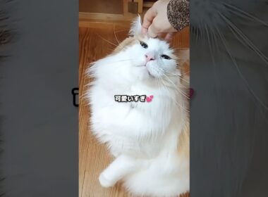 今日のセテさん #メインクーン #しゃべる猫 #猫のいる暮らし #shorts #cat #mainecoon #catshorts​ #cute​ #cutecat​ #fyp​