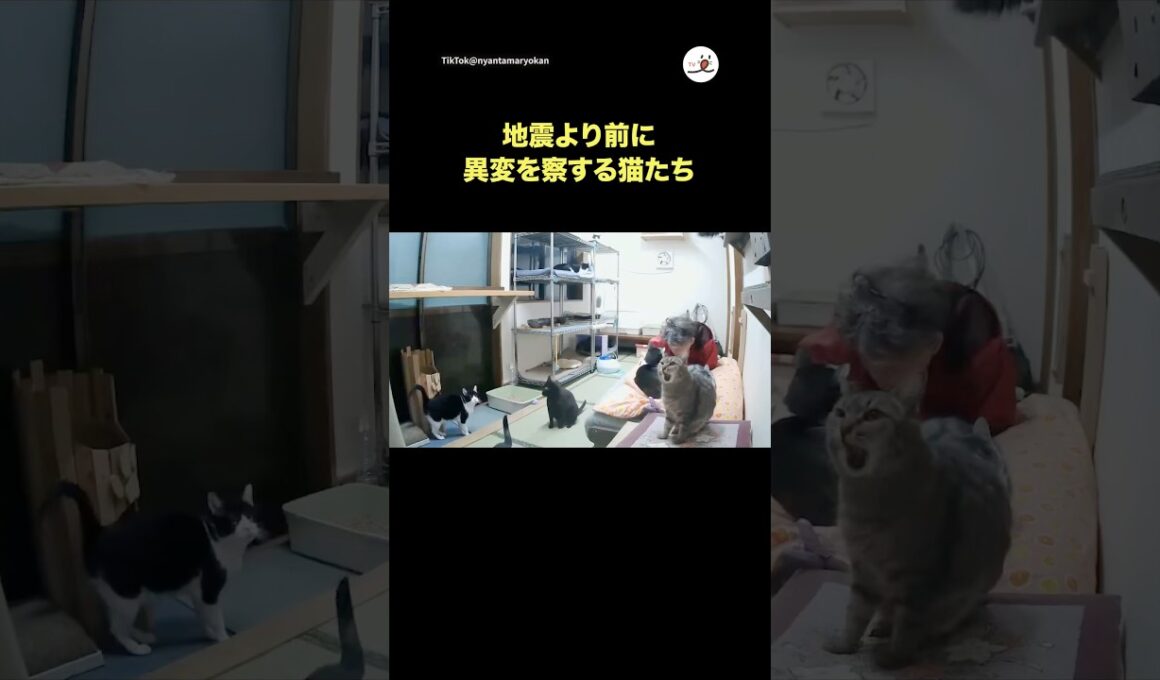 地震速報より早く反応する猫たち｜PECO @nyantama