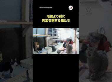 地震速報より早く反応する猫たち｜PECO @nyantama