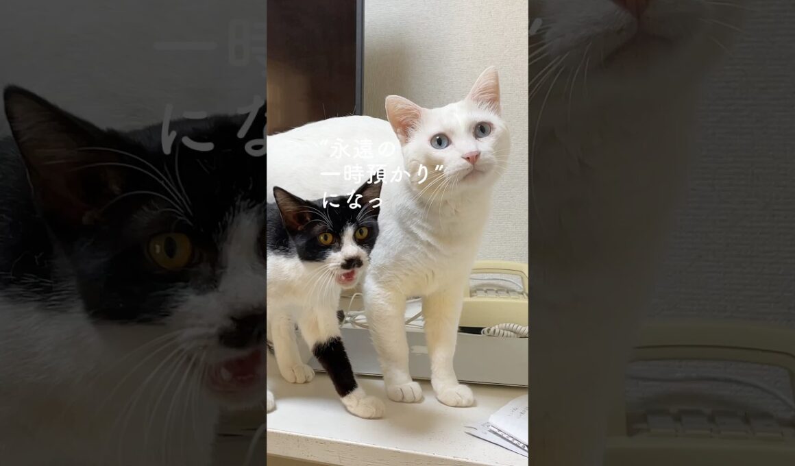 子猫はたった7日で家族になった