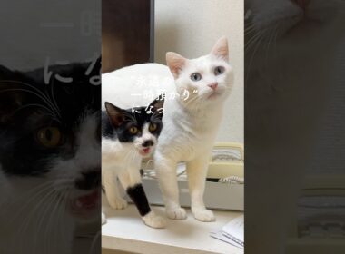 子猫はたった7日で家族になった