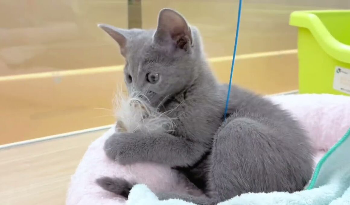 【 ロシアンブルー 】美しいブルーの毛色と大きな瞳が魅力の女の子♡