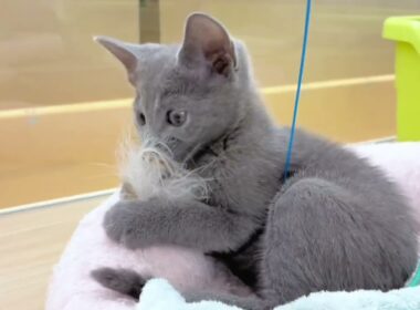 【 ロシアンブルー 】美しいブルーの毛色と大きな瞳が魅力の女の子♡