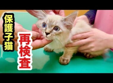 動物病院で再検査を受ける保護子猫