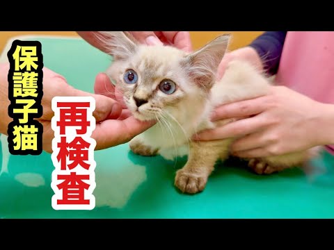 動物病院で再検査を受ける保護子猫
