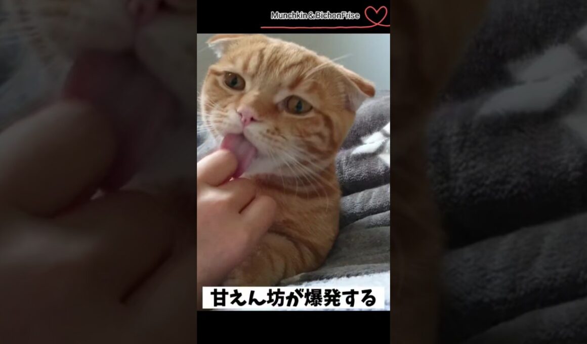【マンチカン】甘えん坊の短足猫が可愛すぎた 【犬と猫、両方飼ってると毎日かわいい♥】