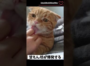 【マンチカン】甘えん坊の短足猫が可愛すぎた 【犬と猫、両方飼ってると毎日かわいい♥】