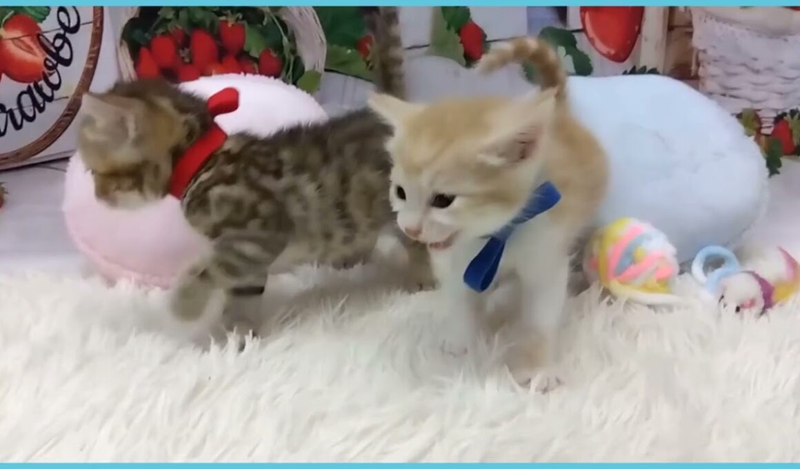 Coo&RIKU　No.00736479 アメリカンカール（立ち耳）