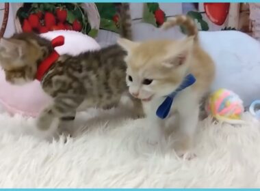 Coo&RIKU No.00736479 アメリカンカール(立ち耳)