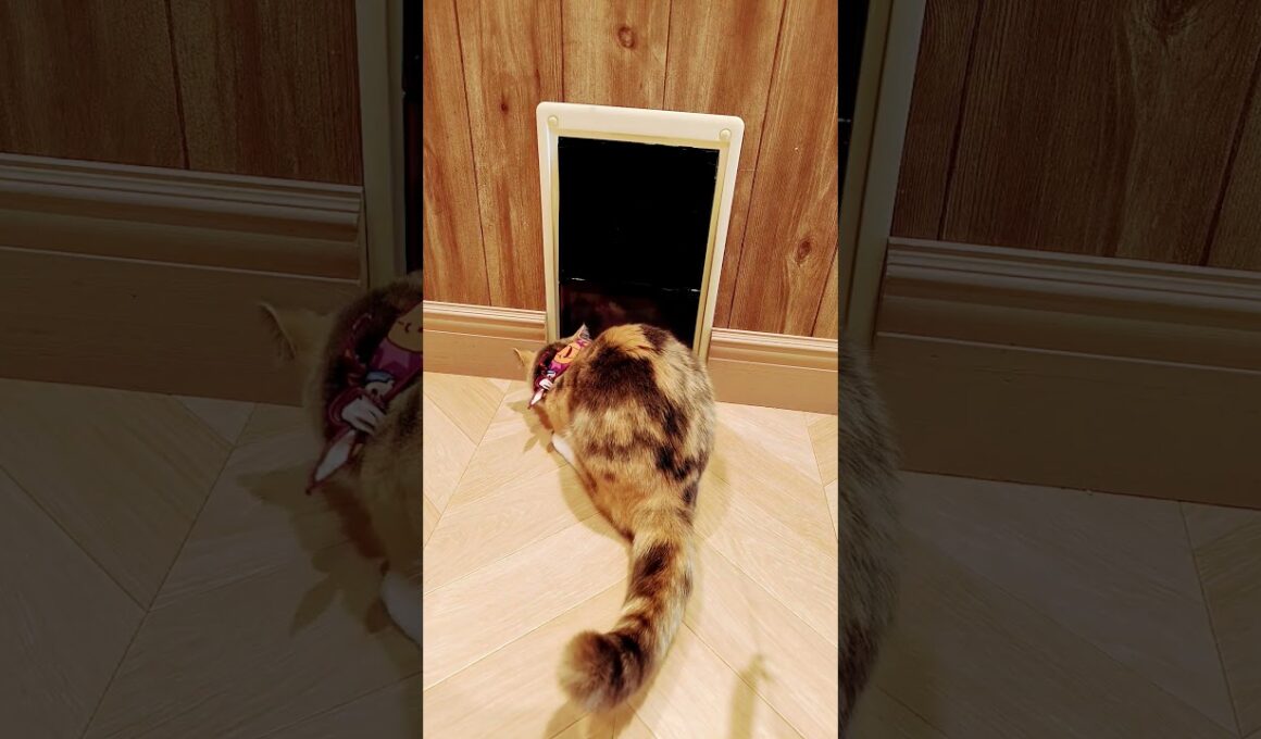 【日本🇯🇵の猫達】姫路の猫カフェ「猫カフェMOCHA（モカ）ピオレ姫路店」★2025年10月28日火曜日 #shorts #姫路 #cat #neko #猫 #แมว #cafe #猫カフェ