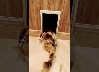 【日本🇯🇵の猫達】姫路の猫カフェ「猫カフェMOCHA（モカ）ピオレ姫路店」★2025年10月28日火曜日 #shorts #姫路 #cat #neko #猫 #แมว #cafe #猫カフェ