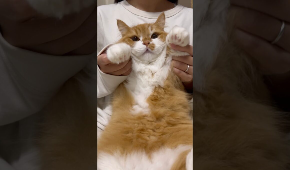 うに坊がしちゅれいちまちゅ！#shorts #猫 #マンチカン #短足マンチカン #cat #munchkin