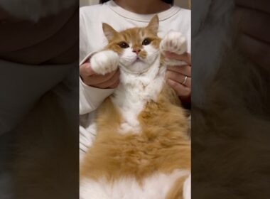 うに坊がしちゅれいちまちゅ！#shorts #猫 #マンチカン #短足マンチカン #cat #munchkin