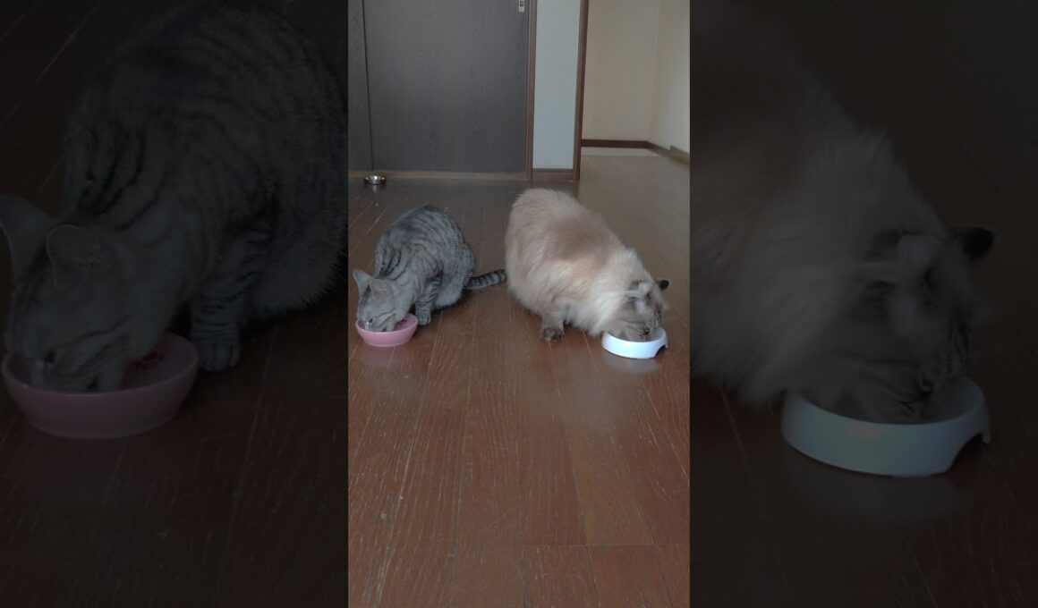 アメショのご飯を横取りするカール。チコとショコ。American short hair and American curl cat. #shorts