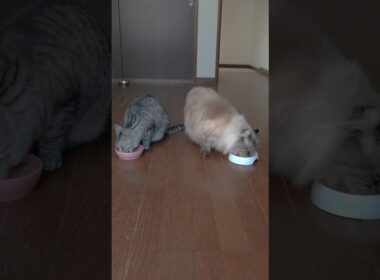 アメショのご飯を横取りするカール。チコとショコ。American short hair and American curl cat. #shorts