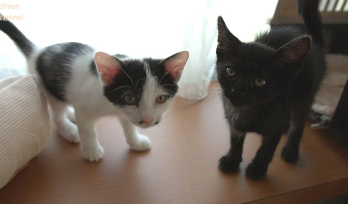 おはよう！朝は先住猫たちへの挨拶から始まる子猫たち