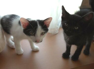 おはよう！朝は先住猫たちへの挨拶から始まる子猫たち