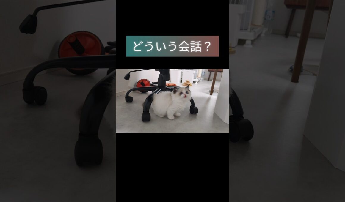 #shorts #ラグドール #子猫 #猫のいる生活 #甘えん坊猫 #ぬいぐるみ猫
