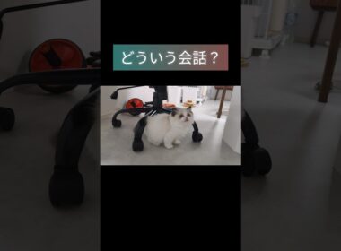 #shorts #ラグドール #子猫 #猫のいる生活 #甘えん坊猫 #ぬいぐるみ猫
