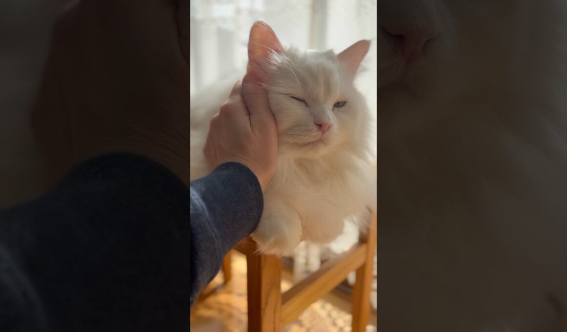 ママに撫でられる時の顔が幸せすぎる猫♡ #cats #猫 #保護猫 #元野良猫　捨て猫 #サイベリアン #ペルシャ猫 #cat #cats #catlover #catlife #고양이일상