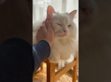 ママに撫でられる時の顔が幸せすぎる猫♡ #cats #猫 #保護猫 #元野良猫　捨て猫 #サイベリアン #ペルシャ猫 #cat #cats #catlover #catlife #고양이일상