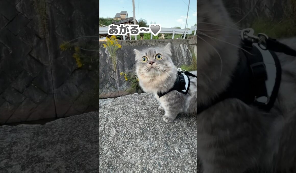 アゲアゲな猫にまさかの試練が⁉️    #マンチカン