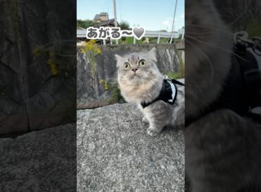 アゲアゲな猫にまさかの試練が⁉️    #マンチカン