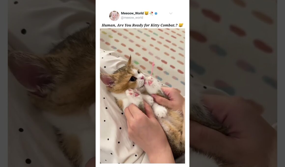 Are you ready human.? 😸 #kitten #cutecats #pets #cat #catmeow #cute #catvideos #cuteanimals