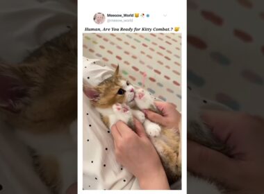 Are you ready human.? 😸 #kitten #cutecats #pets #cat #catmeow #cute #catvideos #cuteanimals