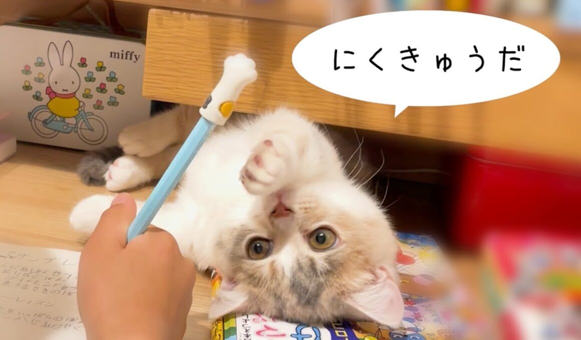 【三毛猫マンチカンのチー】お姉ちゃんたちだーいすき