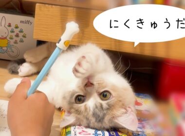 【三毛猫マンチカンのチー】お姉ちゃんたちだーいすき