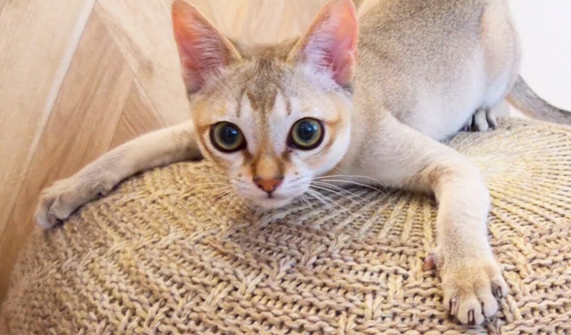 親元を離れて新居に馴染もうと元気にがんばる子猫が可愛いすぎてヤバい