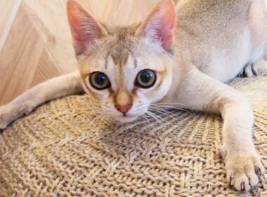 親元を離れて新居に馴染もうと元気にがんばる子猫が可愛いすぎてヤバい