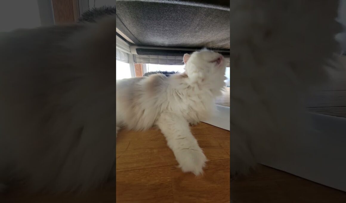 【スコティッシュフォールド】長毛は疲れるみたい…