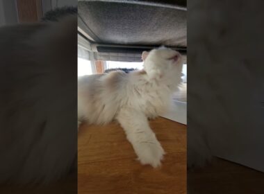 【スコティッシュフォールド】長毛は疲れるみたい…