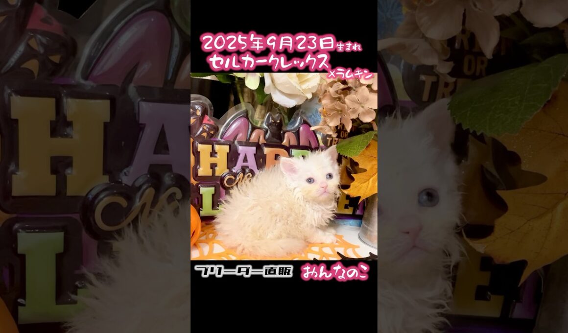 #セルカークレックス　#ラムキン #マンチカン #ブリーダー #karajan #halloween