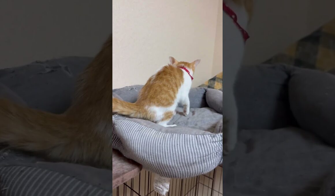 保護子猫のあまちゃんが足を引きずってました。　#猫風邪#子猫#子猫体調不良#ネコ#猫 #保護猫 #保護子猫