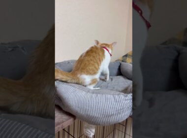 保護子猫のあまちゃんが足を引きずってました。　#猫風邪#子猫#子猫体調不良#ネコ#猫 #保護猫 #保護子猫