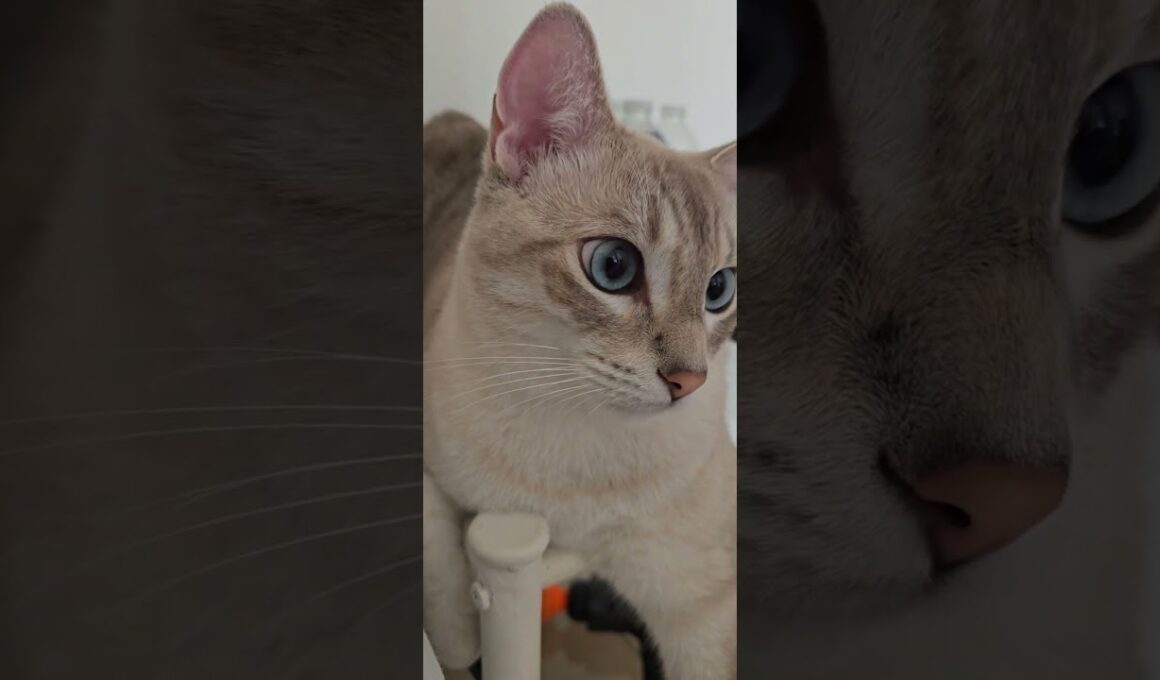 Cute Cats Take Over!