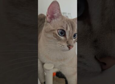 Cute Cats Take Over!