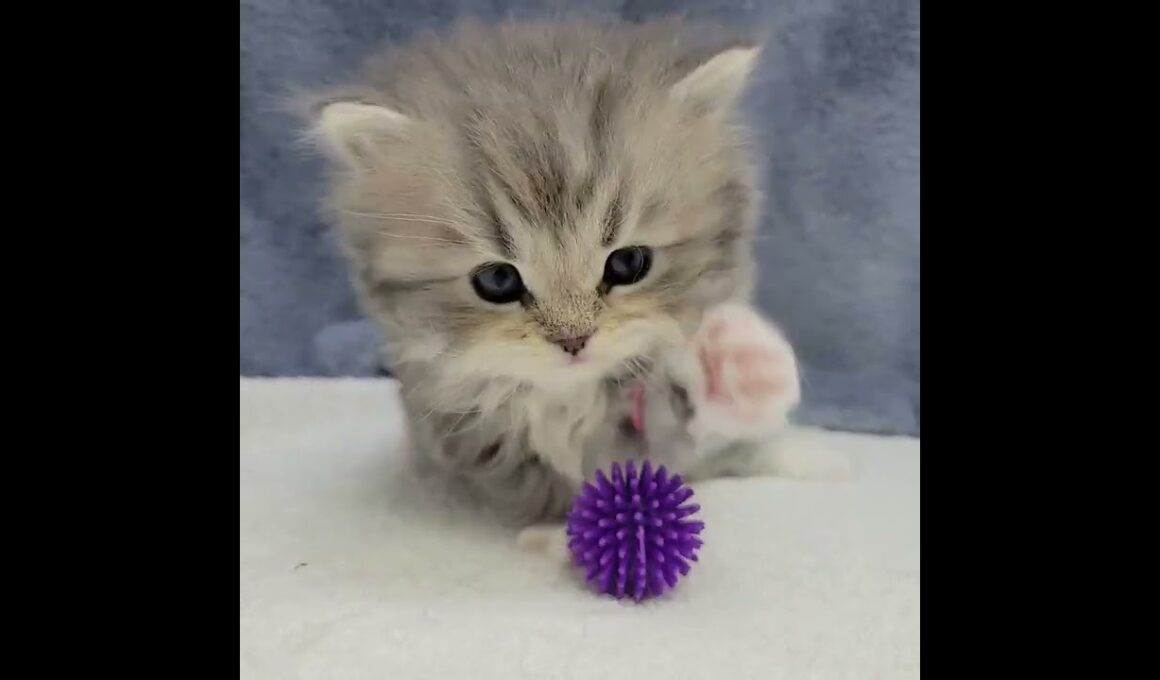 スコティッシュフォールド スコティッシュ･フォールド(ロング)男の子☆見学ご予約受付中