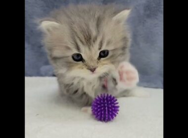 スコティッシュフォールド スコティッシュ･フォールド(ロング)男の子☆見学ご予約受付中