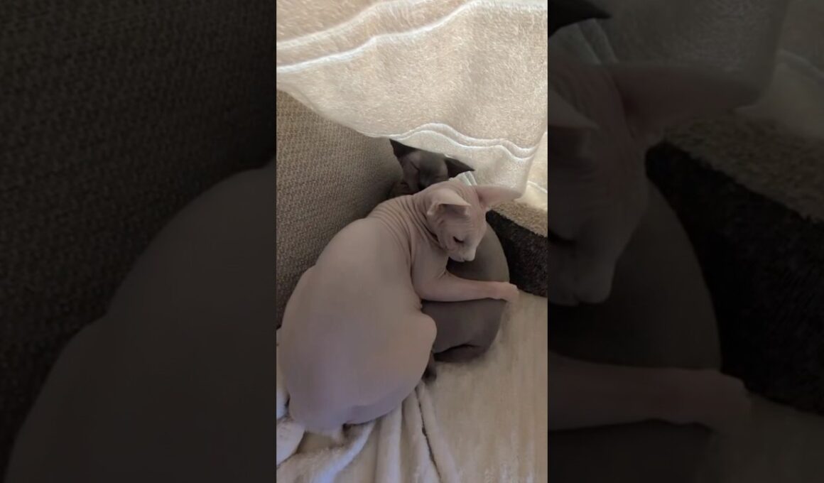 兄猫スルタンにしがみつく猫アレクサンドラ【スフィンクス】