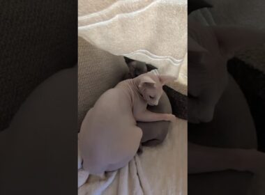 兄猫スルタンにしがみつく猫アレクサンドラ【スフィンクス】