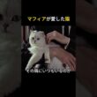 マフィアが愛した猫  #猫 #ペルシャ猫 #マフィア