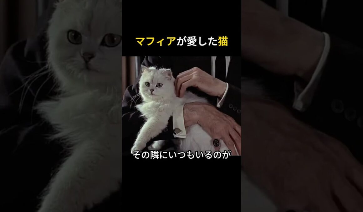 マフィアが愛した猫  #猫 #ペルシャ猫 #マフィア