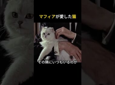 マフィアが愛した猫  #猫 #ペルシャ猫 #マフィア